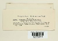 Cylindrosporium padi image