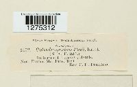 Cylindrosporium padi image