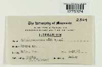 Cylindrosporium padi image