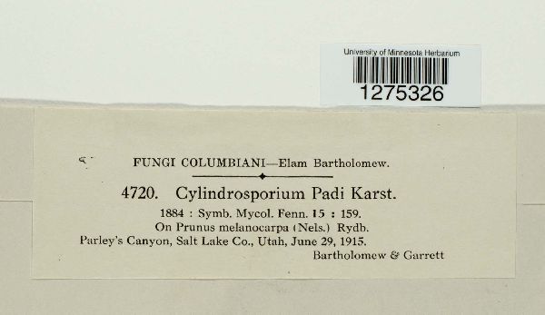 Cylindrosporium padi image