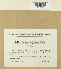 Cylindrosporium padi image