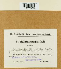 Cylindrosporium padi image