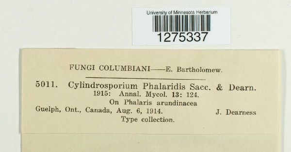 Cylindrosporium phalaridis image