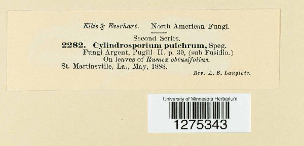 Cylindrosporium pulchrum image