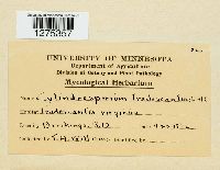 Cylindrosporium tradescantiae image