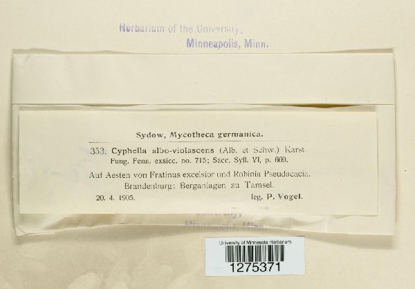 Lachnella alboviolascens image