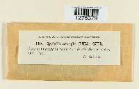 Media resource of Aleurodiscus amorphus