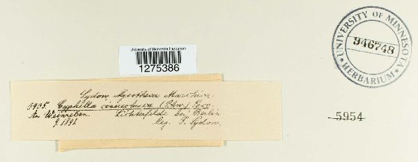 Calyptella crateriformis image