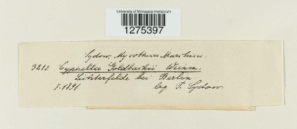 Cellypha goldbachii image