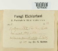 Media resource of Cystopus bliti