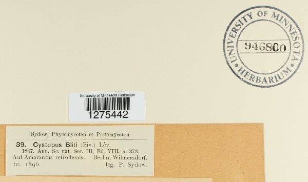 Cystopus bliti image