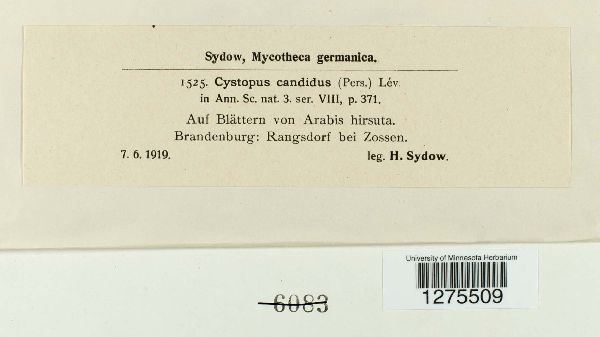 Cystopus candidus image
