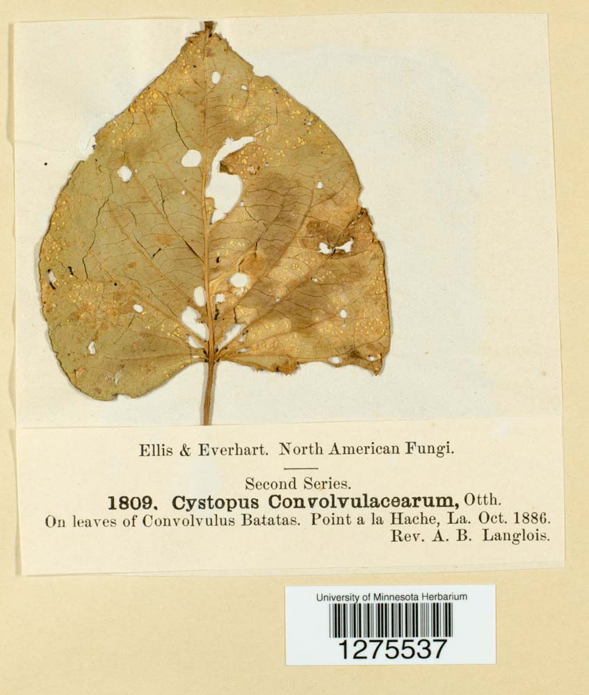 Cystopus convolvulacearum image