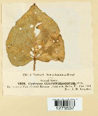 Media resource of Cystopus convolvulacearum
