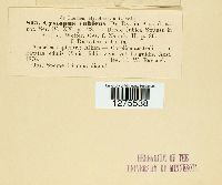 Pustula tragopogonis image