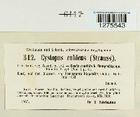 Pustula tragopogonis image