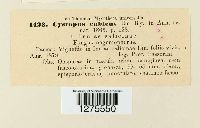 Pustula tragopogonis image