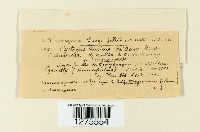 Pustula tragopogonis image