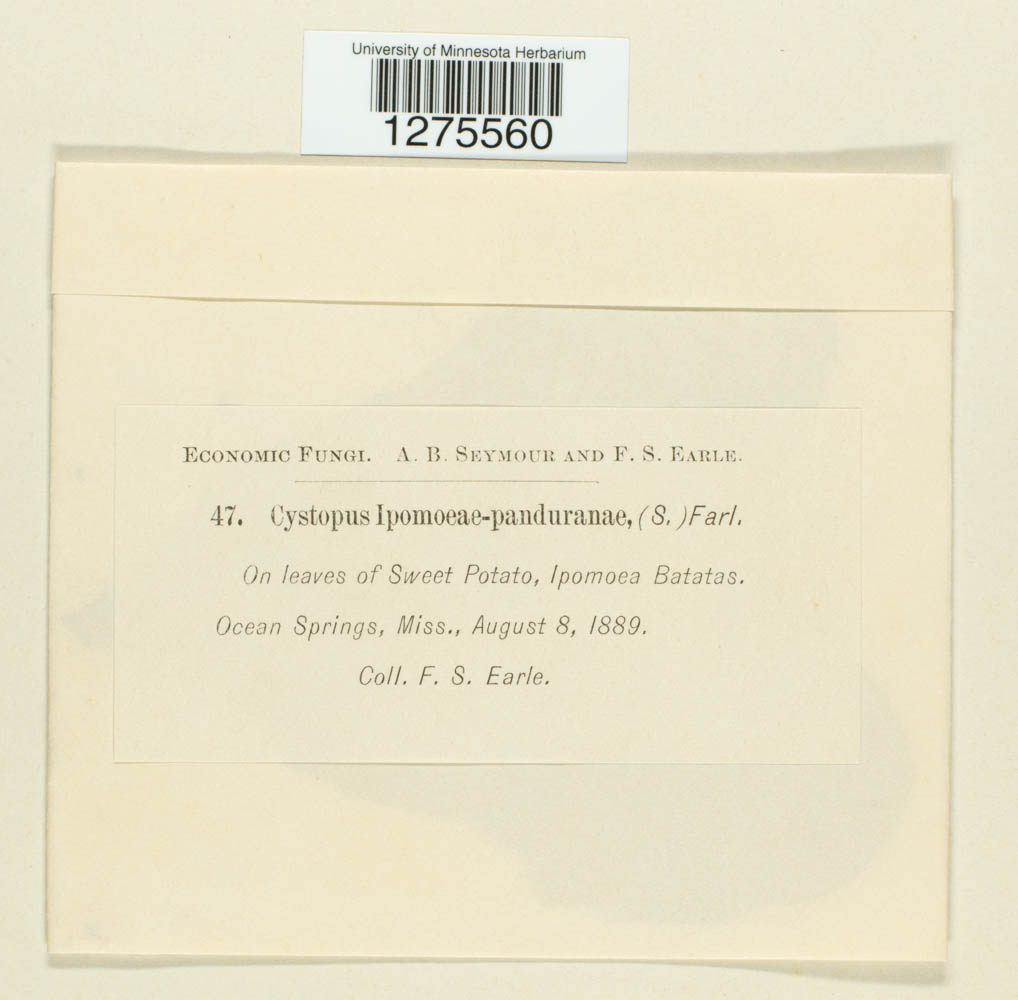 Cystopus ipomoeae-panduranae image