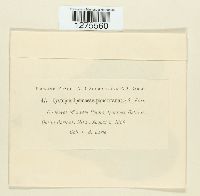 Media resource of Cystopus ipomoeae-panduranae