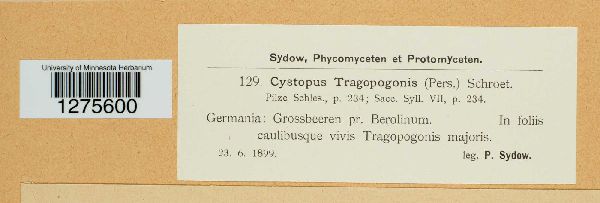 Cystopus tragopogonis image