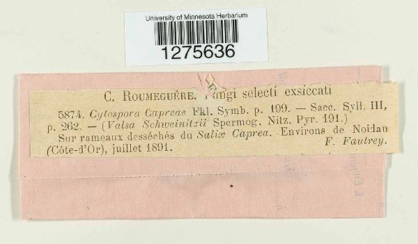 Valsa ceratosperma image