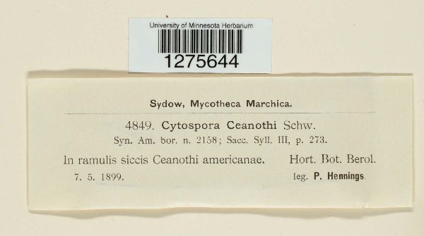 Cytospora ceanothi image