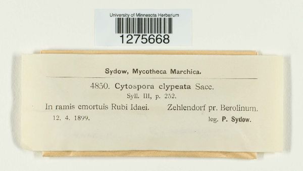 Valsella clypeata image