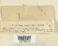 Valsella clypeata image