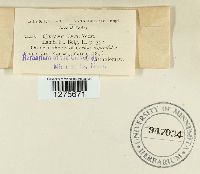 Cytospora corni image