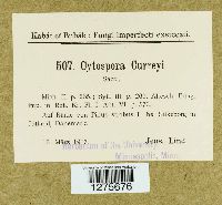 Phoma insidiosa image