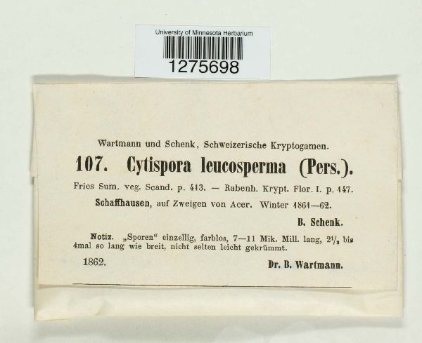 Cytospora leucosperma image