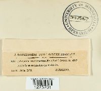 Cytospora leucosperma image