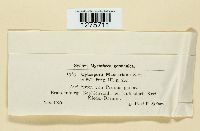 Cytospora massariana image