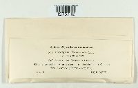 Cytospora massariana image