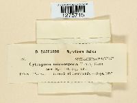 Cytospora microspora image