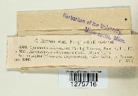 Cytospora microspora image