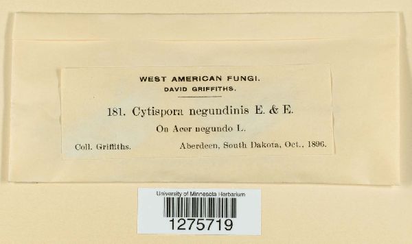 Cytospora negundinis image