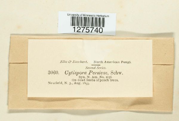 Cytospora persicae image