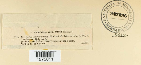 Dacrymyces adpressus image