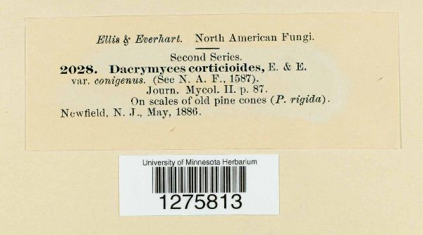 Dacrymyces corticioides image