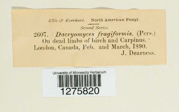 Dacrymyces fragiformis image