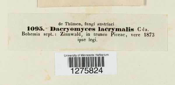 Dacrymyces image