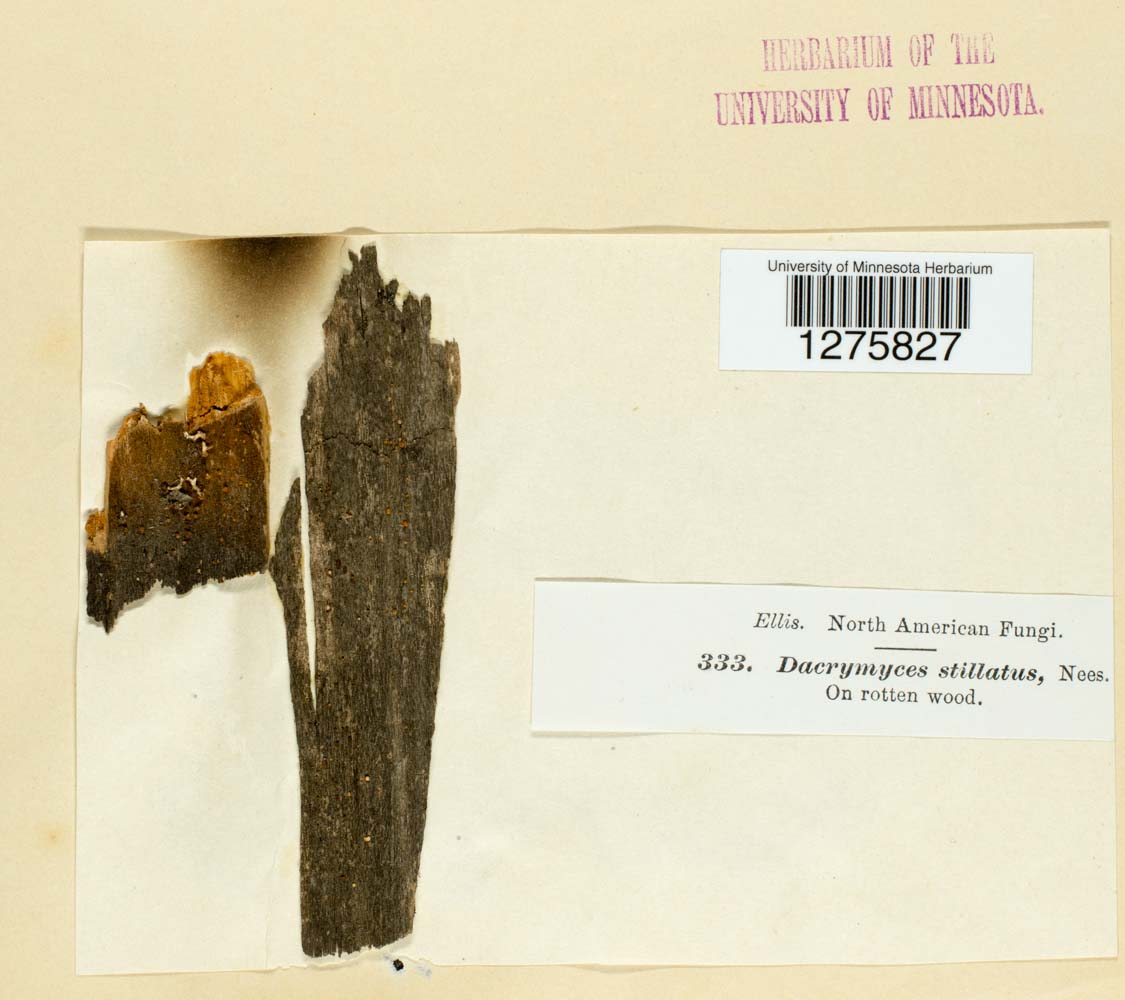 Dacrymyces stillatus image