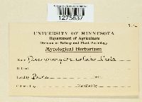 Calloria neglecta image