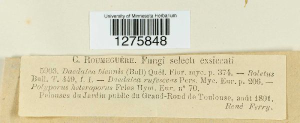 Abortiporus biennis image