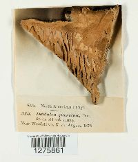 Daedalea quercina image