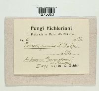 Daedalea quercina image