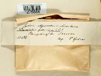 Daedalea quercina image