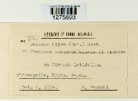 Eudarluca caricis image